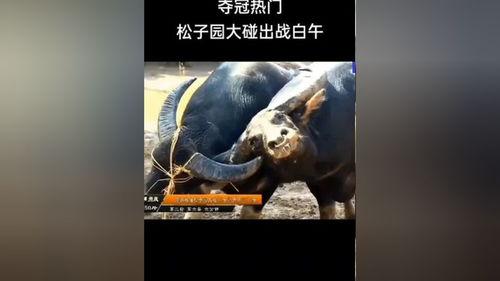 牛牛碰在线免费视频,畅享欢乐时光,尽在指尖