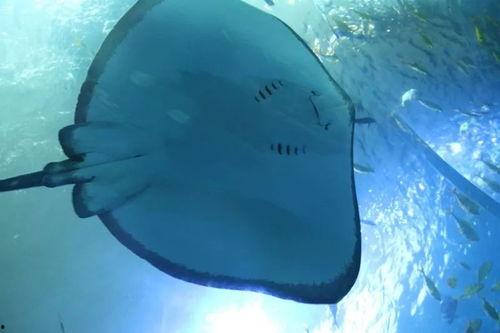 杀鳐鱼视频,揭秘鳐鱼惨遭虐杀的惊心瞬间