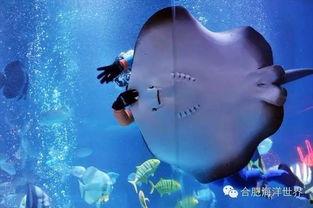 杀鳐鱼视频,揭秘鳐鱼惨遭虐杀的惊心瞬间