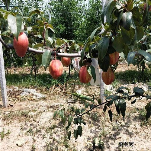 黄冠梨的修剪视频,黄冠梨高效修剪技巧解析