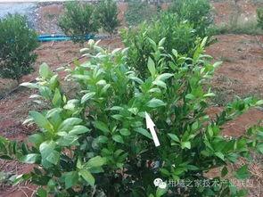 黄冠梨的修剪视频,黄冠梨高效修剪技巧解析